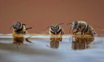 Hilarious Photo Shows 3 Bees Drinking, ‘Telling Jokes,’ ‘Falling out of Chair Laughing’