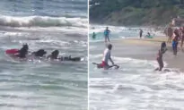 Video Shows K9 Lifeguards Rescuing Teenage Girl Swept Out to Sea by Ocean Current