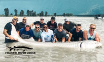 Fishermen Reel in 11-Foot Monster Sturgeon That Weighs Over 800 Pounds in Fraser River