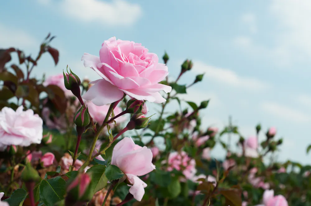 Roses are a beautiful and classic addition to a home garden. (Prezoom.nl/Shutterstock)