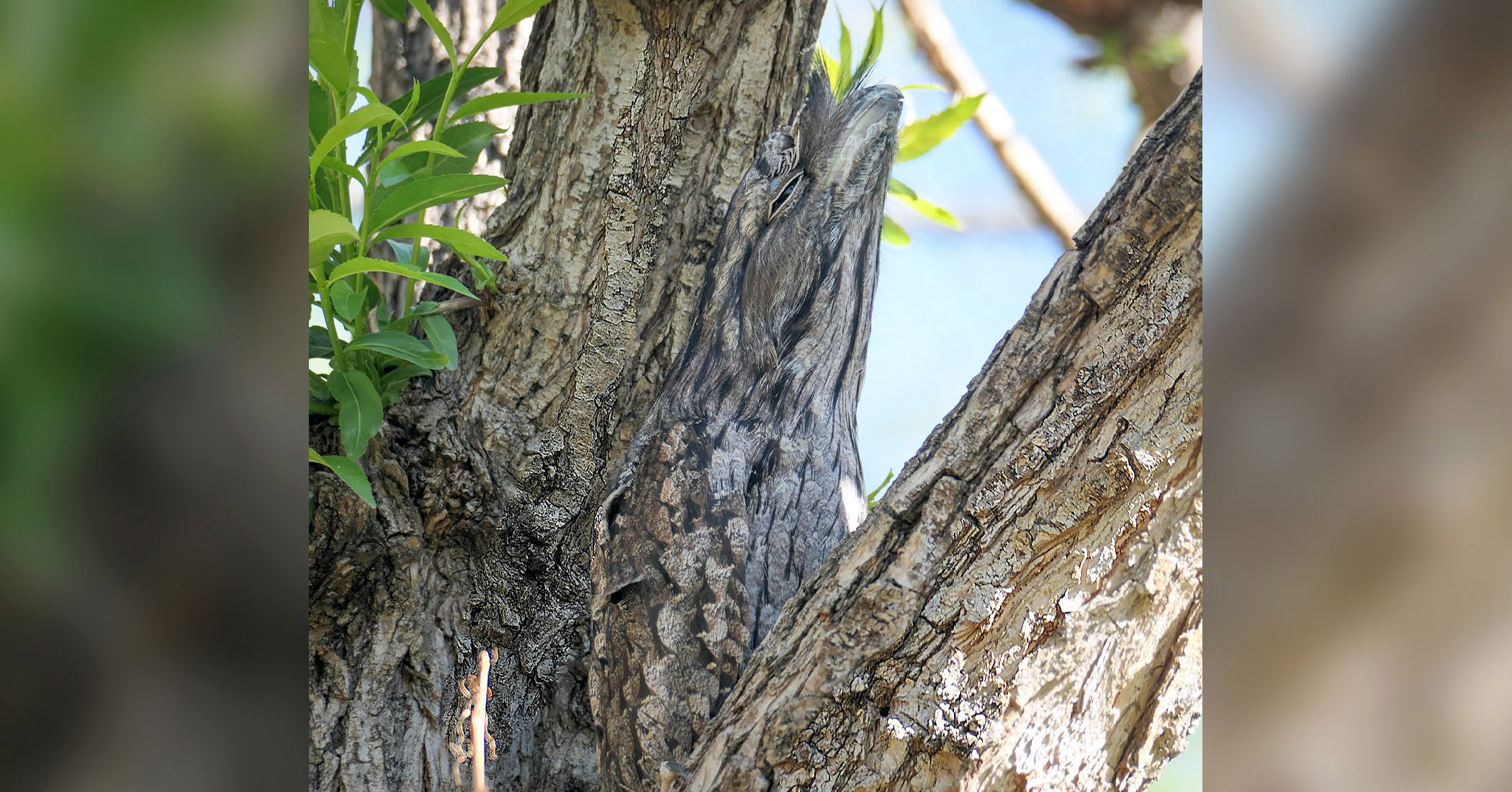Can You Spot the Very Well-Camouflaged Creature in the Tree? (And Tell What Species It Is?) - Vimarsana News