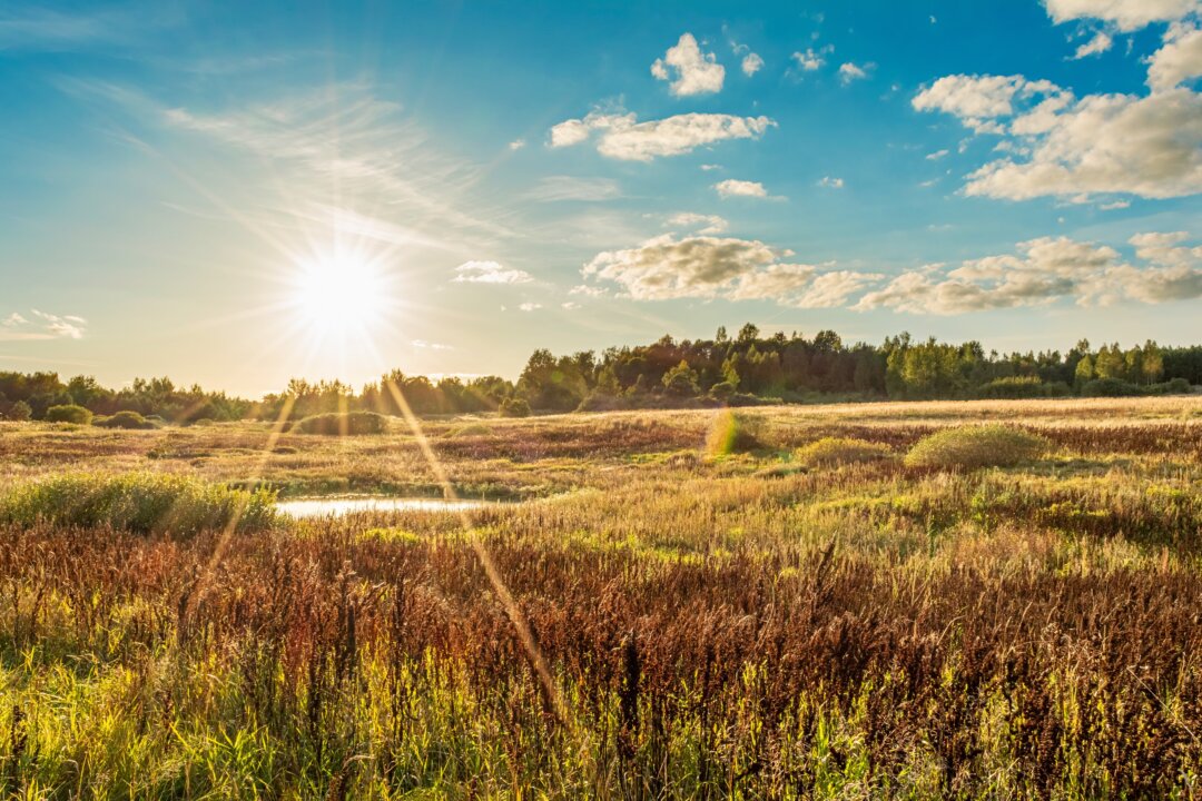 The End of Heat is the solar term when grains ripen, and a time to look forward to harvest. (Aliaksei Marozau/Shutterstock)