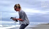 Blue Penguin Comes Back to the Sea After Being Rescued