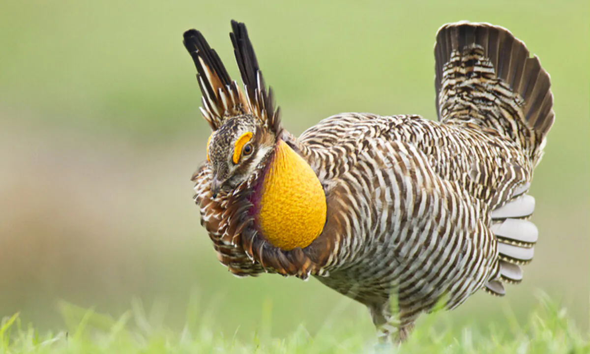(Courtesy of U.S. Fish and Wildlife Service)