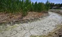 California’s Agricultural Industry Loses $1.2 Billion in 2022: Report