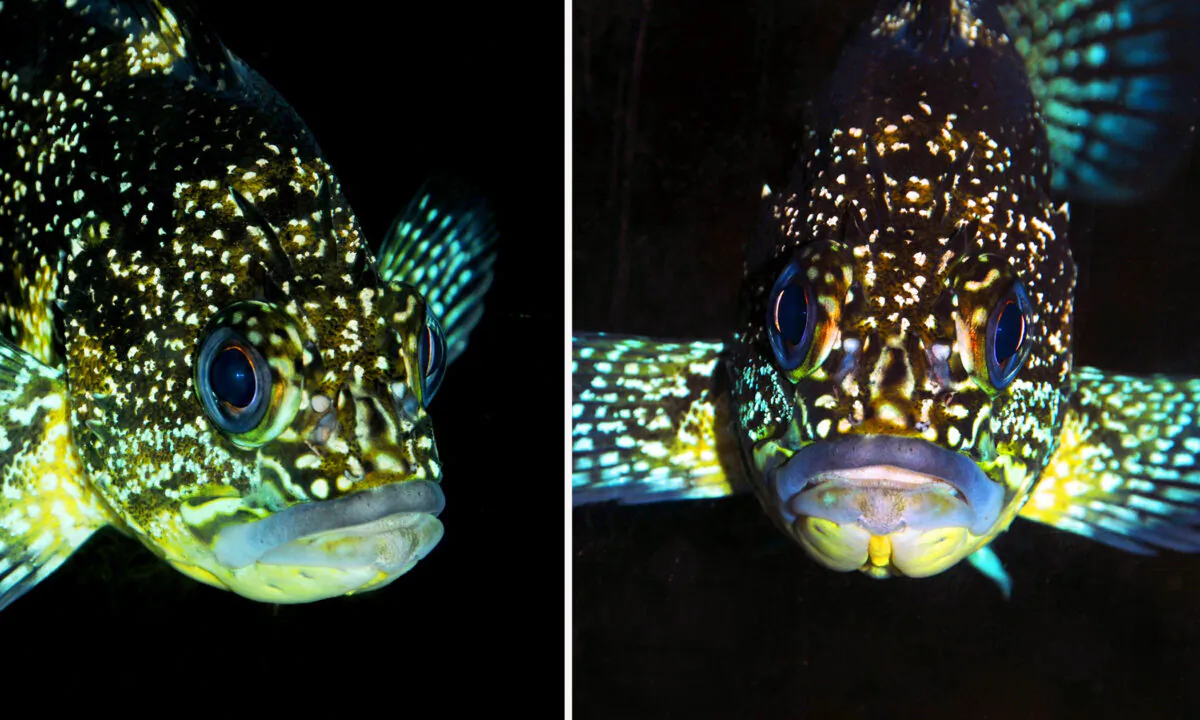 (Courtesy of Tiffany Boothe/SeasideAquarium)
