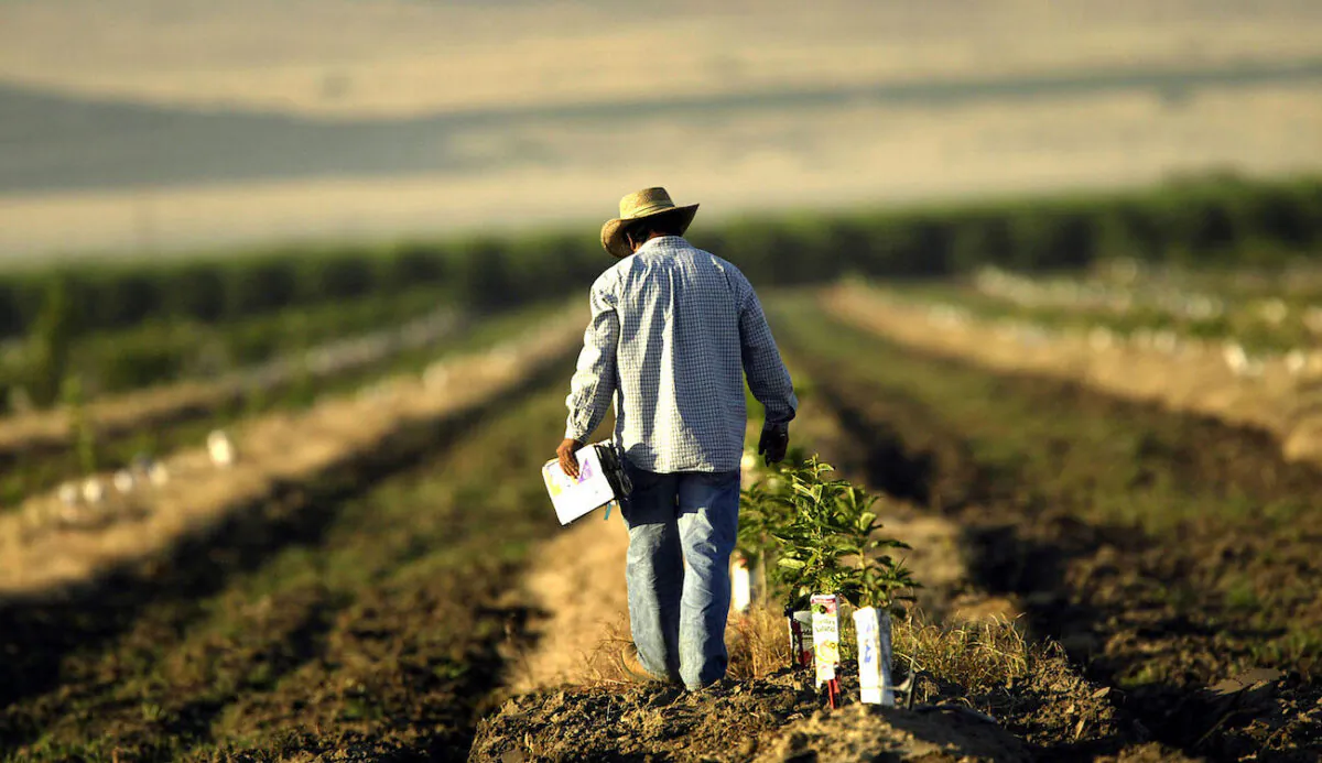 A farm worker labors in a field near the town of Arvin, California, southeast of Bakersfield, California, on Aug. 11, 2004. (David McNew/Getty Images)