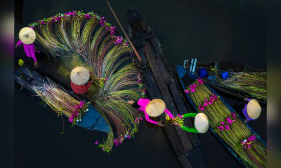 Stunning Photos Capture Women Harvesting Waterlilies From Vietnam’s Mekong Delta