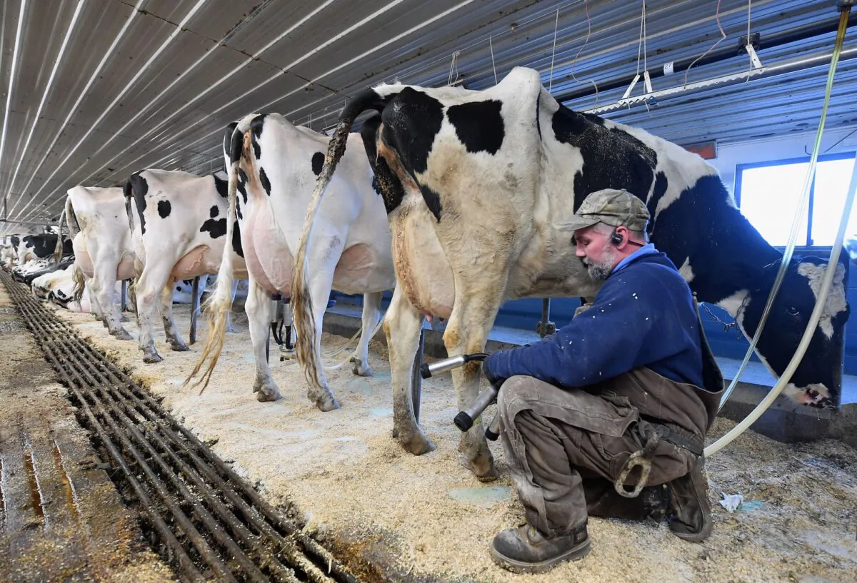 Tollgate farm employee Dave Schillawski milks cows at Tollgate farm in Ancramdale, N.Y., on Jan. 17, 2020. (Angela Weiss/AFP via Getty Images)
