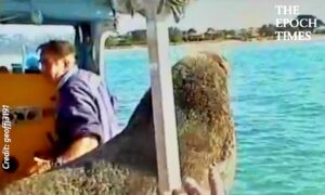 A Surprise Visit From Friendly Sea Lion