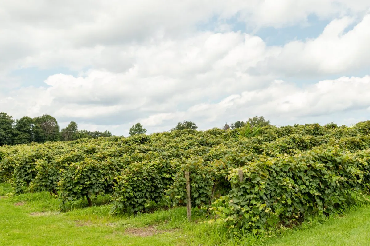 Wineries in the Lake Erie AVA produce wine using European, North American and hybrid grape varieties. (Dennis Lennox)