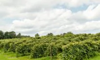 Exploring Wine Along Lake Erie