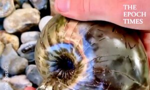 These Fossil Stones Are Just Amazing