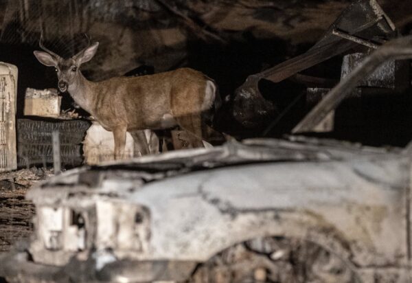 A deer walks through remains of a property