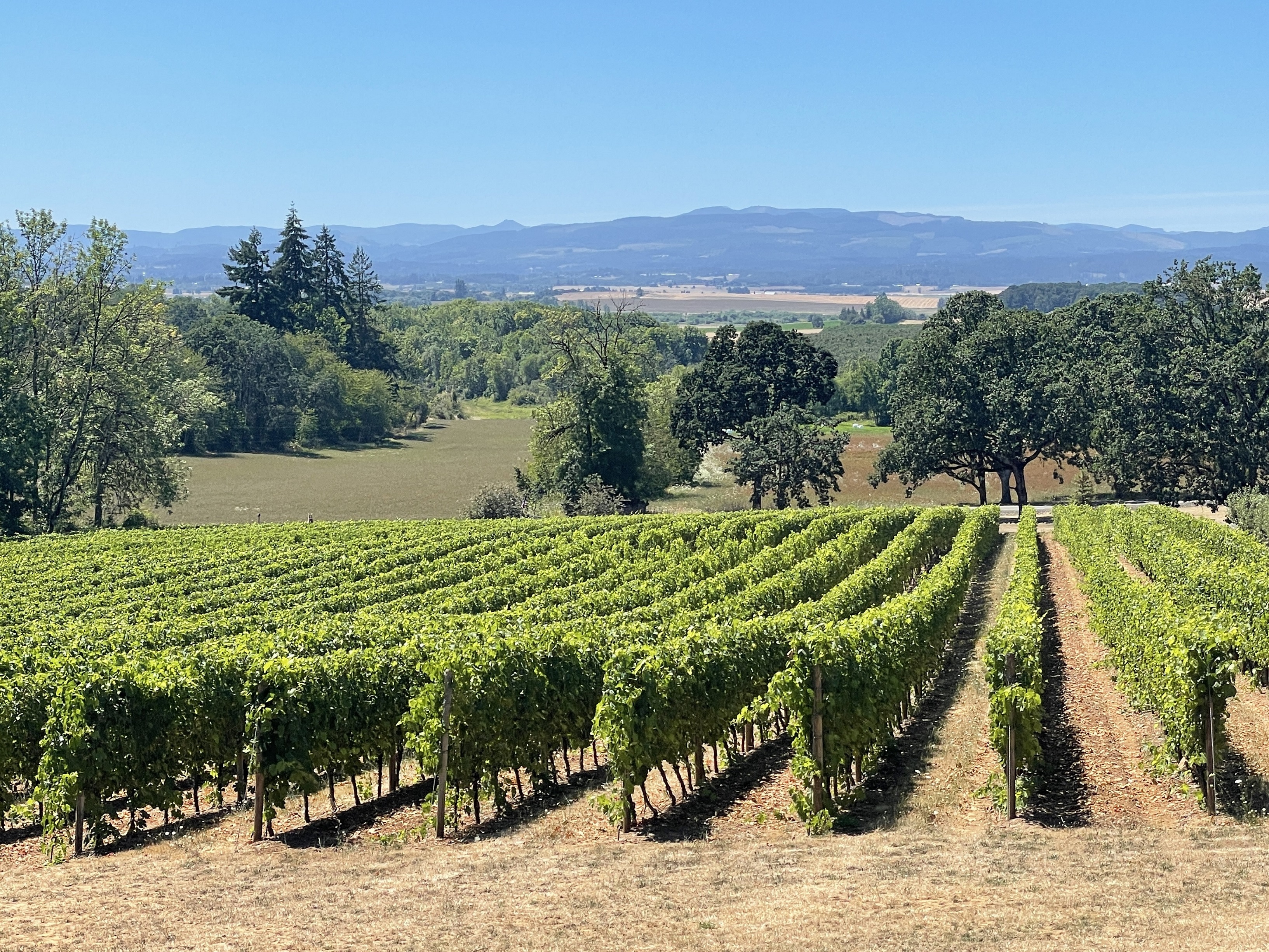 grape vines