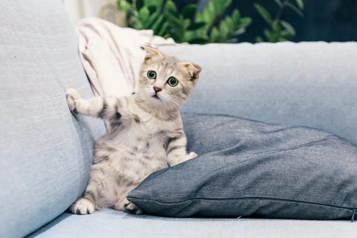 Fortunately, CH does not cause pain, and affected cats have a normal life span.(Tranmautritam/Pexels)