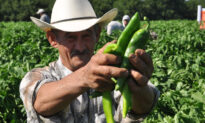 Hatch Chile Fever
