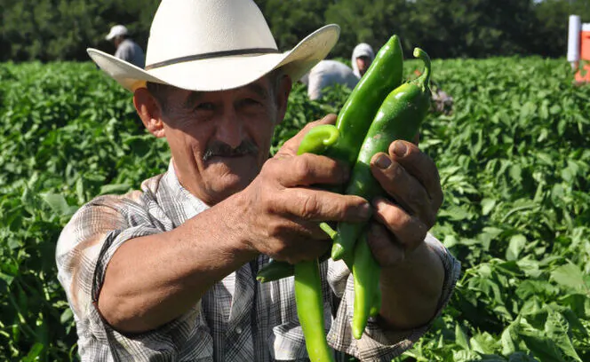 The harvest begins most years in late July and extends into October. (Joseph Sorrentino/Shutterstock)
