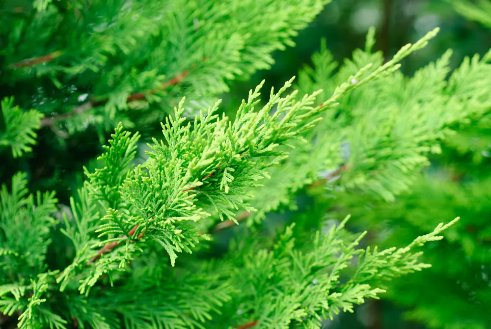Leyland cypress trees are very common across the southern third of the country, as well as in the states on both coasts in hardiness zones six to eight.(hsagencia/Shutterstock)