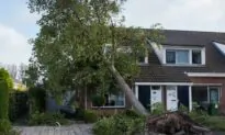 My Neighbor’s Tree Fell on My Property