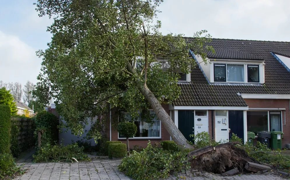 The outcome will change depending on whether the tree was alive and healthy or dead or unhealthy. (MyImages - Micha/Shutterstock)