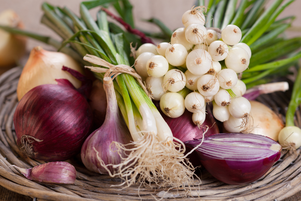 keep-garlic-and-onions-away-from-dogs