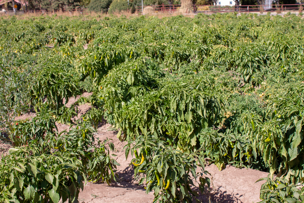 Agricultural,Field,Of,Hatch,Valley,Red,And,Green,Chiles,During