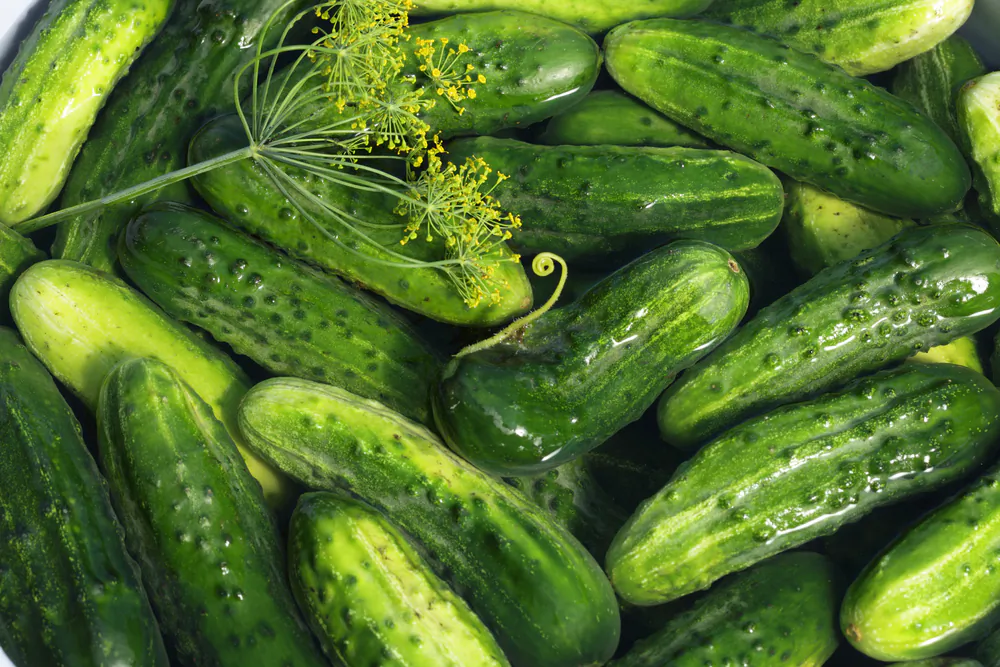 Homemade pickles are easy to make, good for your gut health, and delicious to boot. (Shulevskyy Volodymyr/Shutterstock)