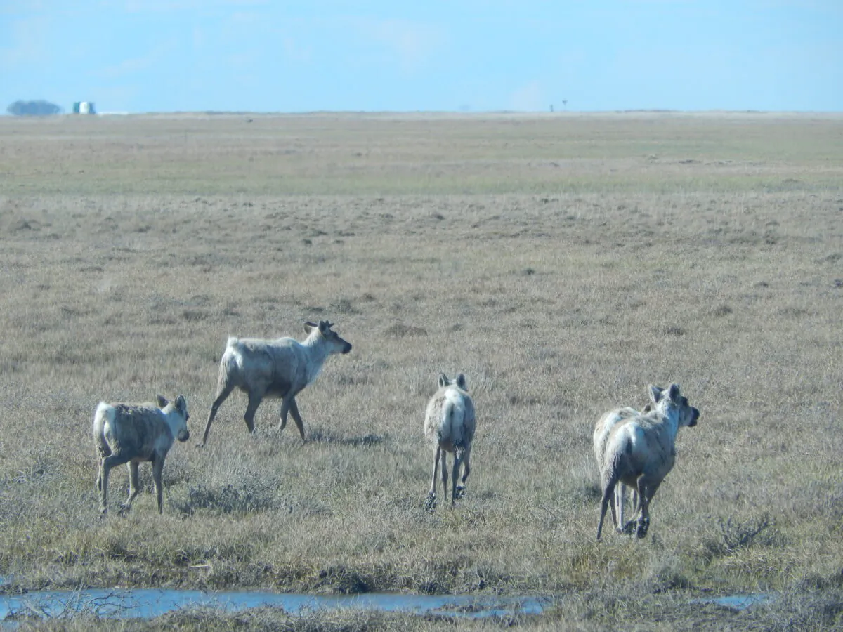 Caribou on Alaska's North Slope, with Prudhoe Bay oil installations in the background on June 22, 2014. (Monteuxs via Wikimedia Commons/CC BY-SA 4.0)