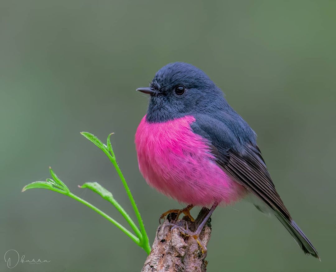 Australian Photographer Captures Video of Elusive Pink Robin in ...