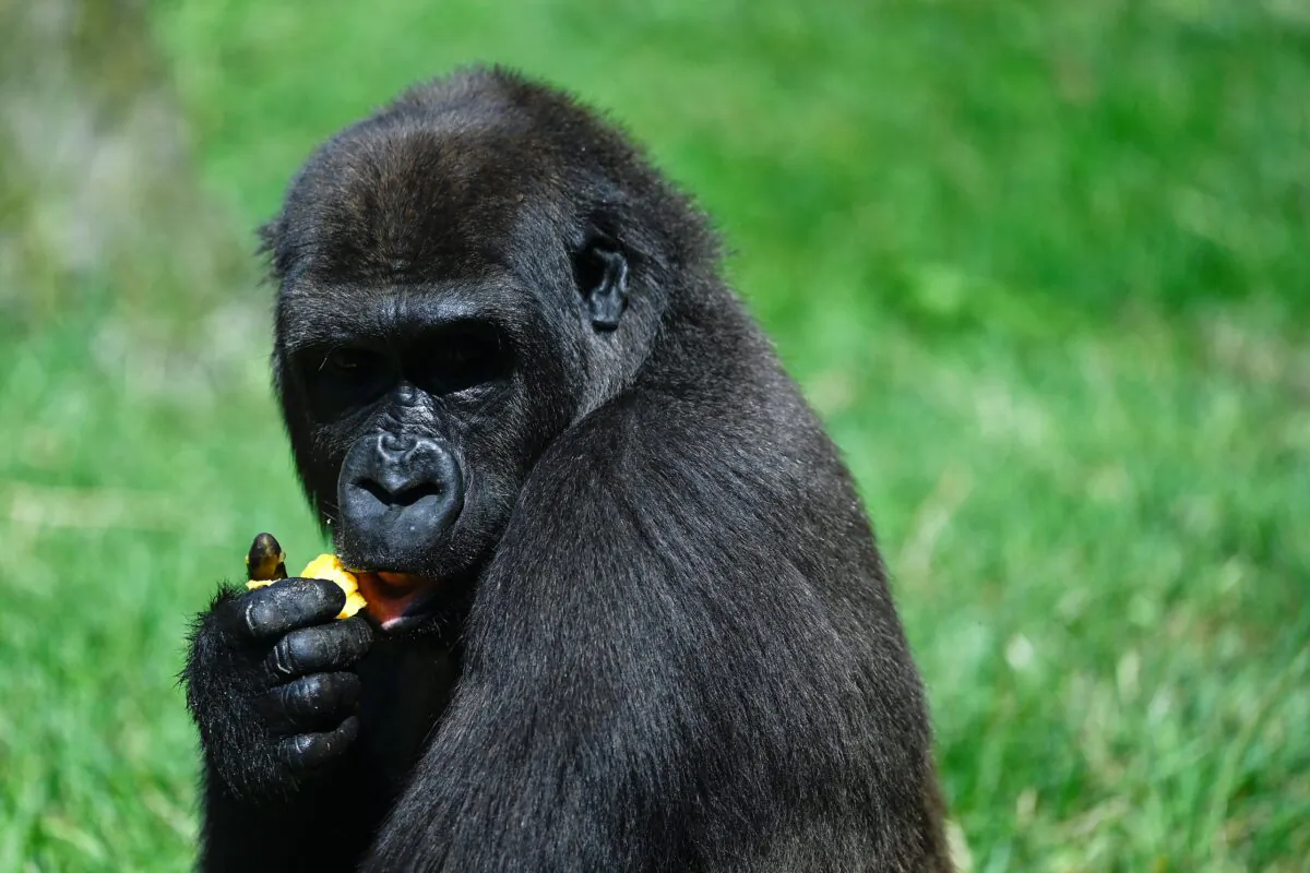 A gorilla eats an ice treat at the Zoo Aquarium in Madrid on Aug. 12, 2021. (Pierre-Philippe Marcou / AFP via Getty Images)