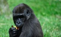 Gorilla at Albuquerque Zoo Euthanized Because of Infection