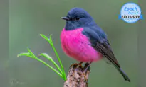 Australian Photographer Captures Video of Elusive Pink Robin in Rainforest Down Under