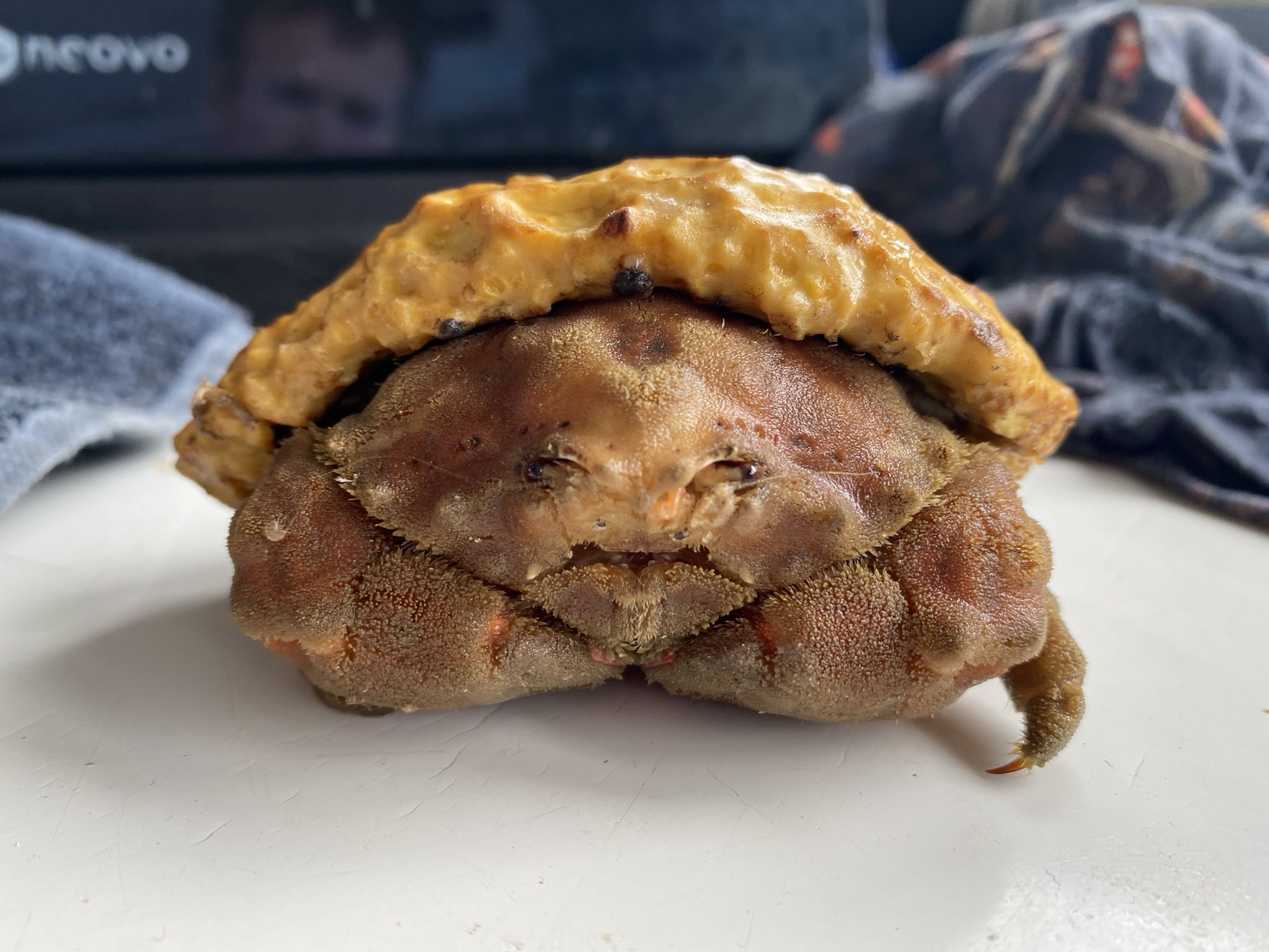 Fisherman Catches Ultra-Rare Sponge Crab That 'Looks Like a Pastry' off the  Coast of England