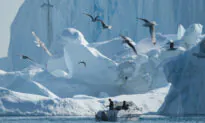 Willow Shrubs Grew in Greenland 500 Years Ago, on Land Long Covered by Glaciers