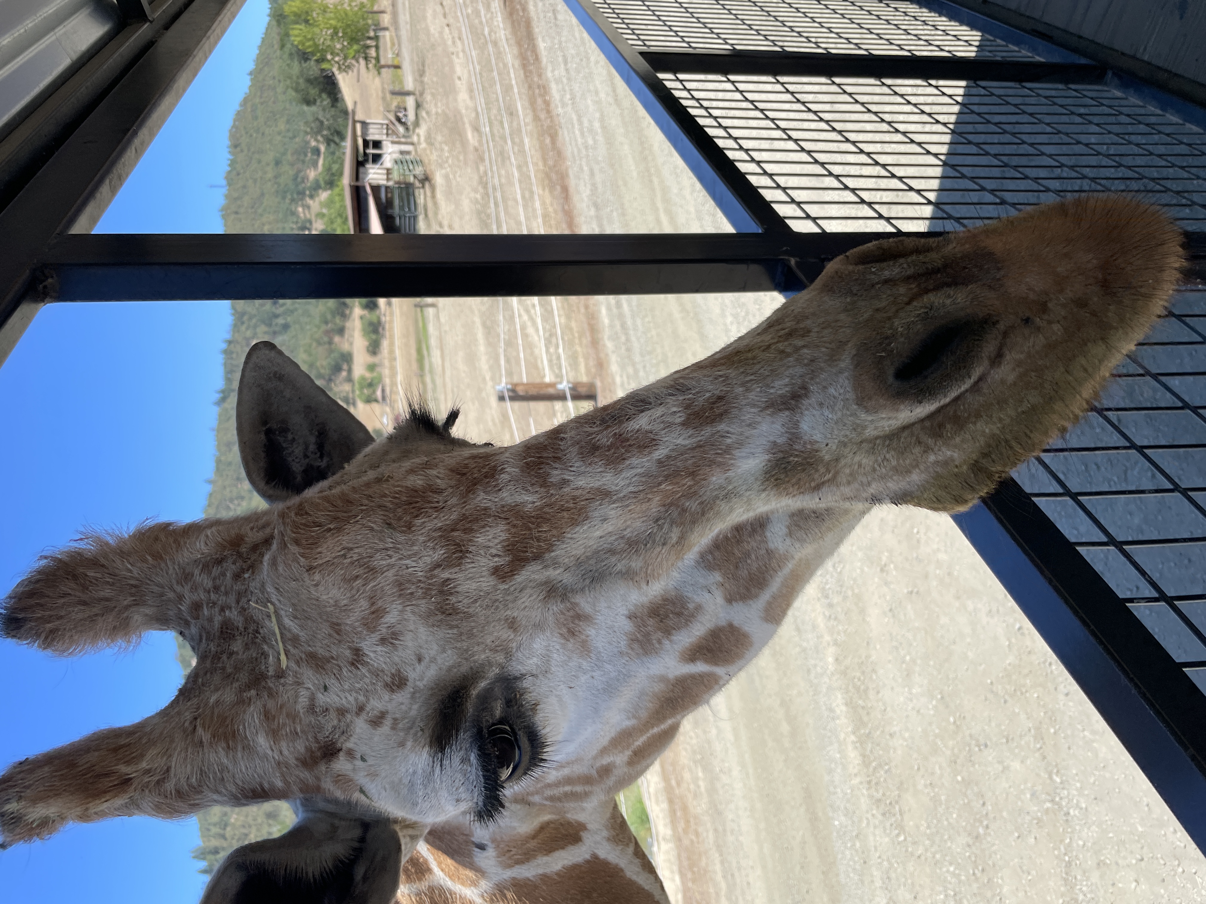 giraffe
