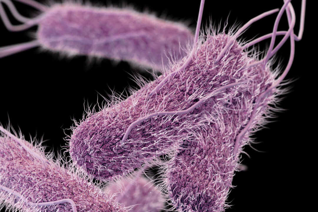 This illustration depicts a three-dimensional computer-generated image of salmonella bacteria. (CDC)