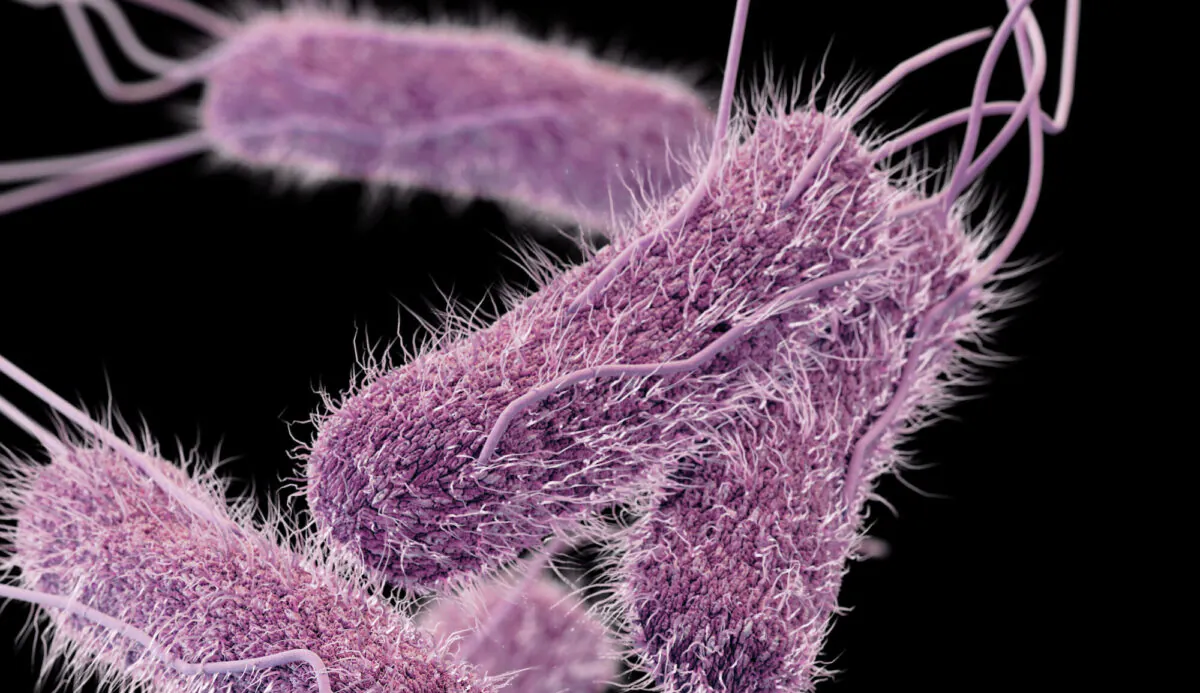 This illustration depicts a three-dimensional (3D) computer-generated image of Salmonella bacteria. (CDC)