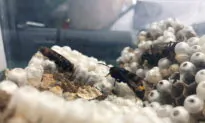 French Beekeeper Tackling ‘Murder Hornet’ Invasion With Home-Made Trap