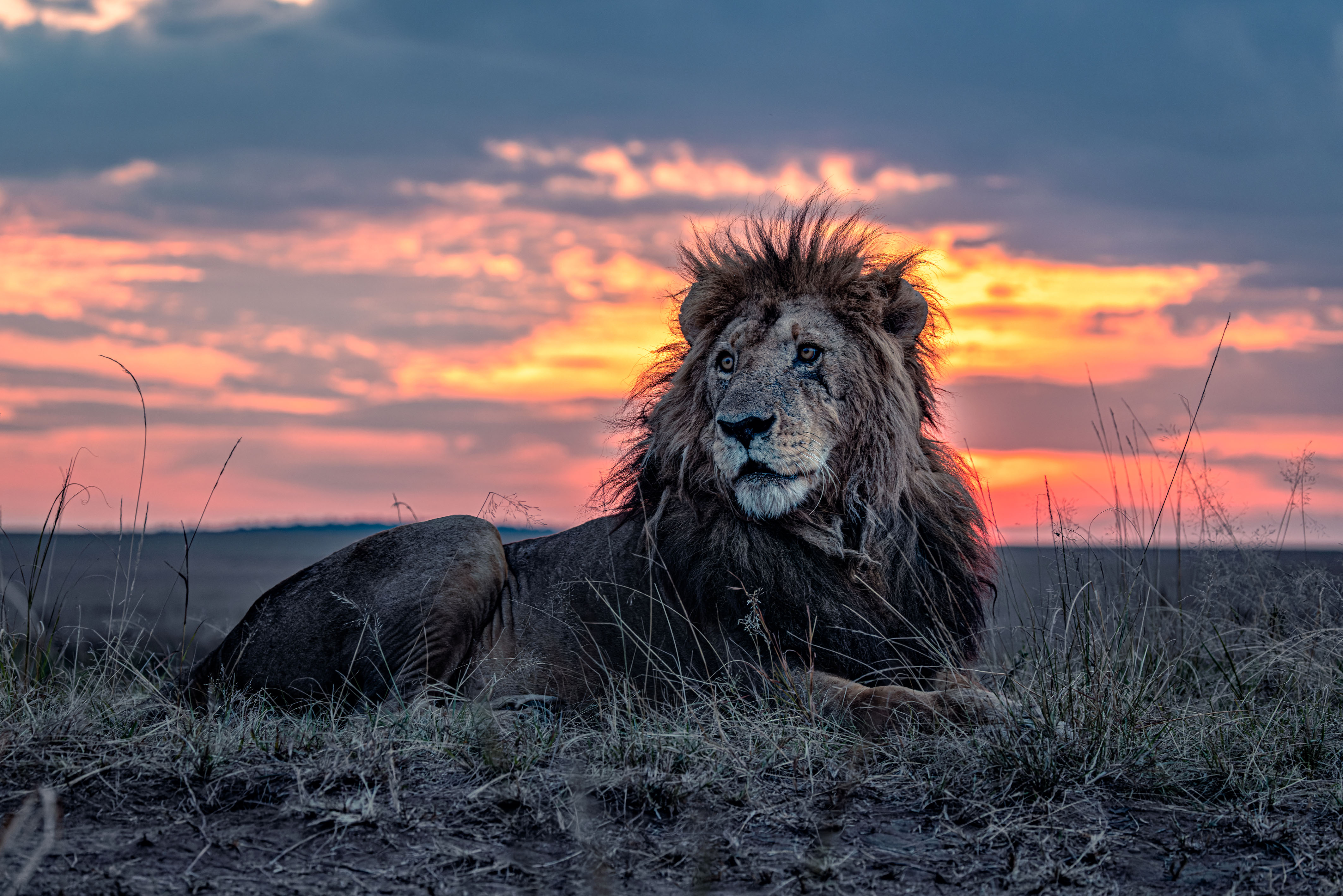 Photos Show the Oldest Known Lion in the Maasai Mara Wildlife Reserve ...