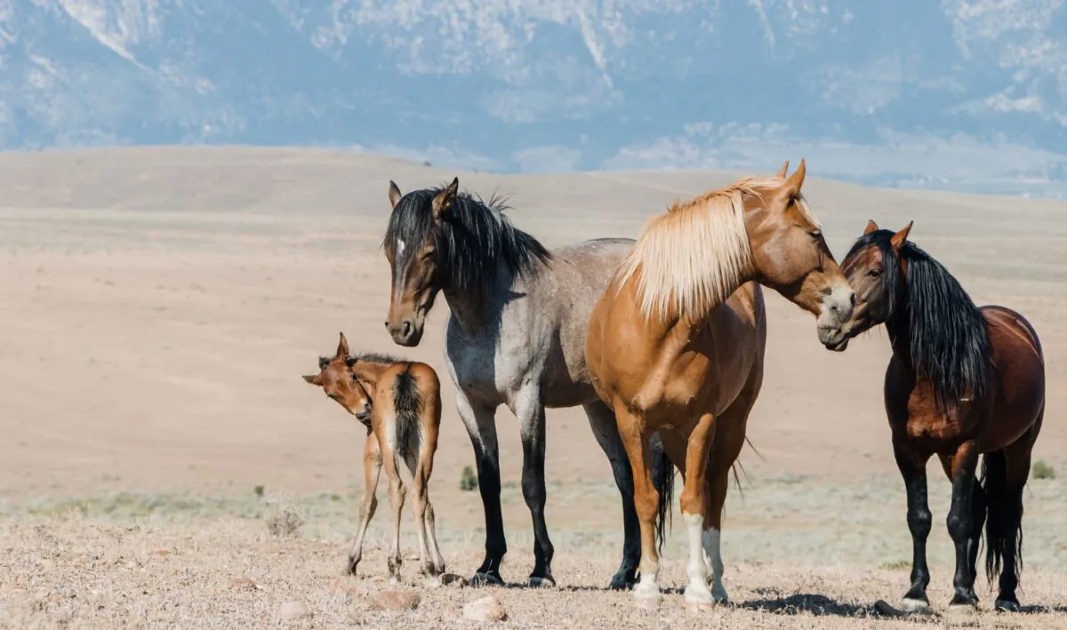 Wild horses roam throughout the Carson Valley. (Dennis Lennox)