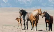 Discovering the Real Nevada