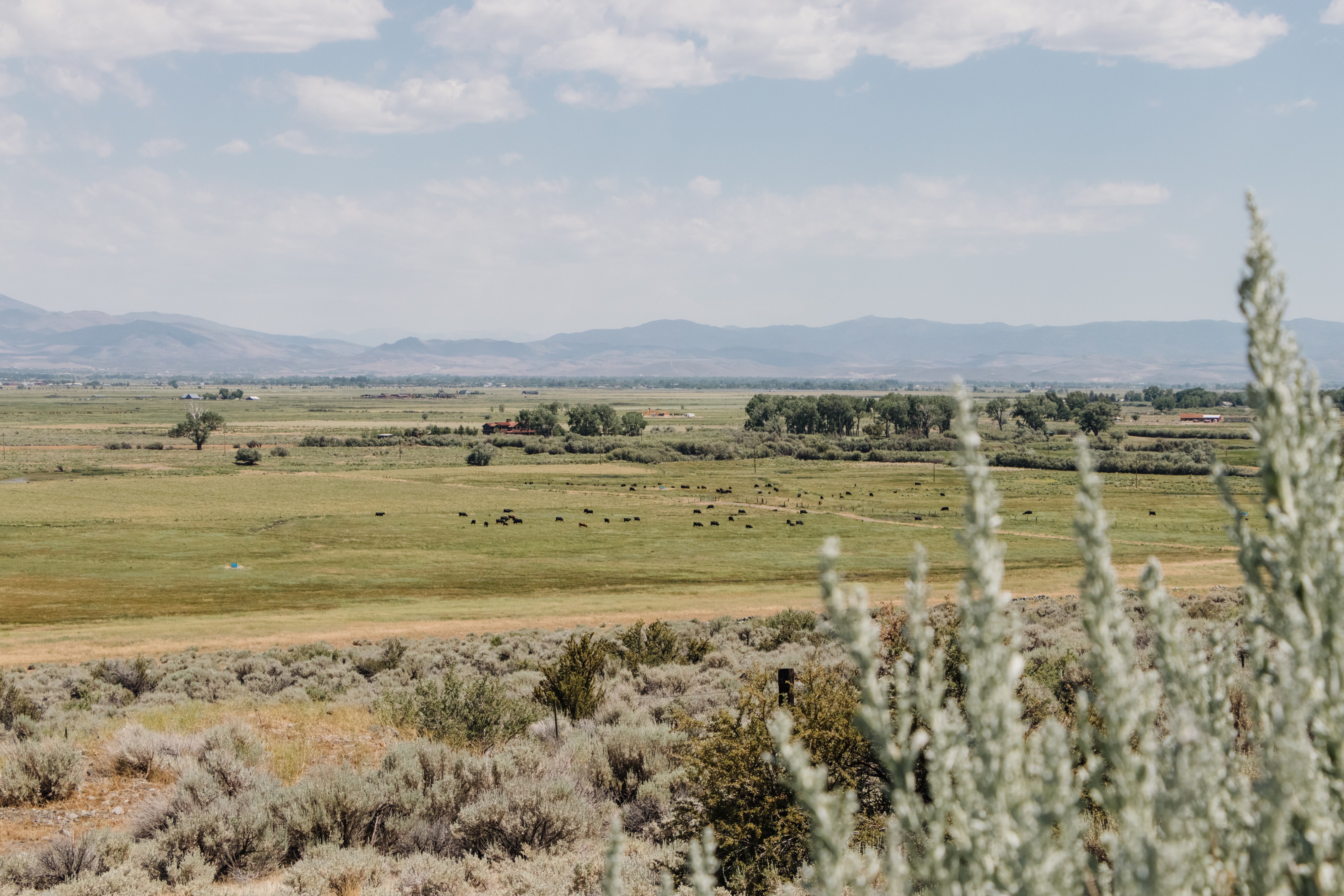 Carson Valley
