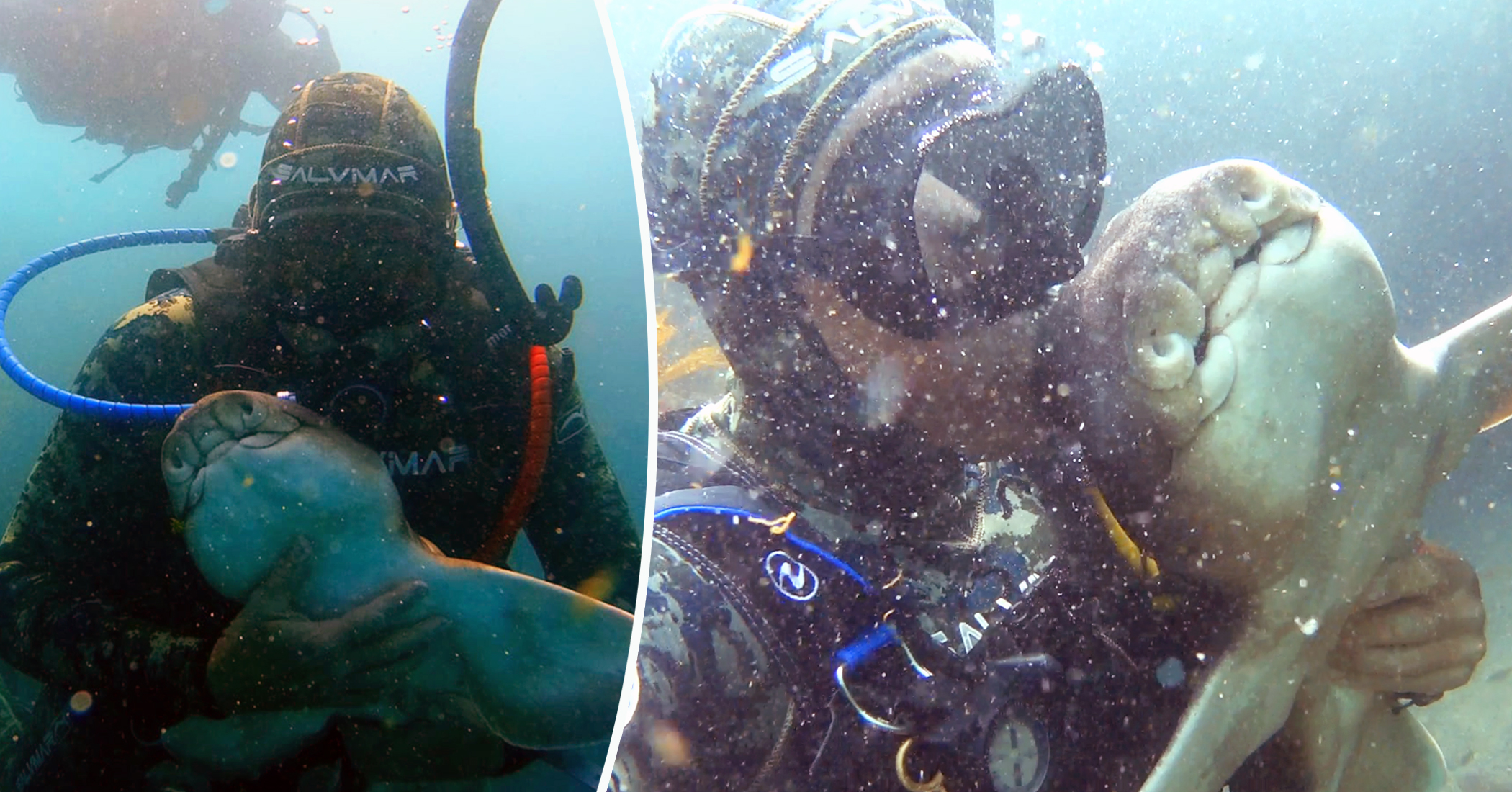 VIDEO Scuba Diver Who Cuddled Baby Shark 11 Years Ago Reunites With