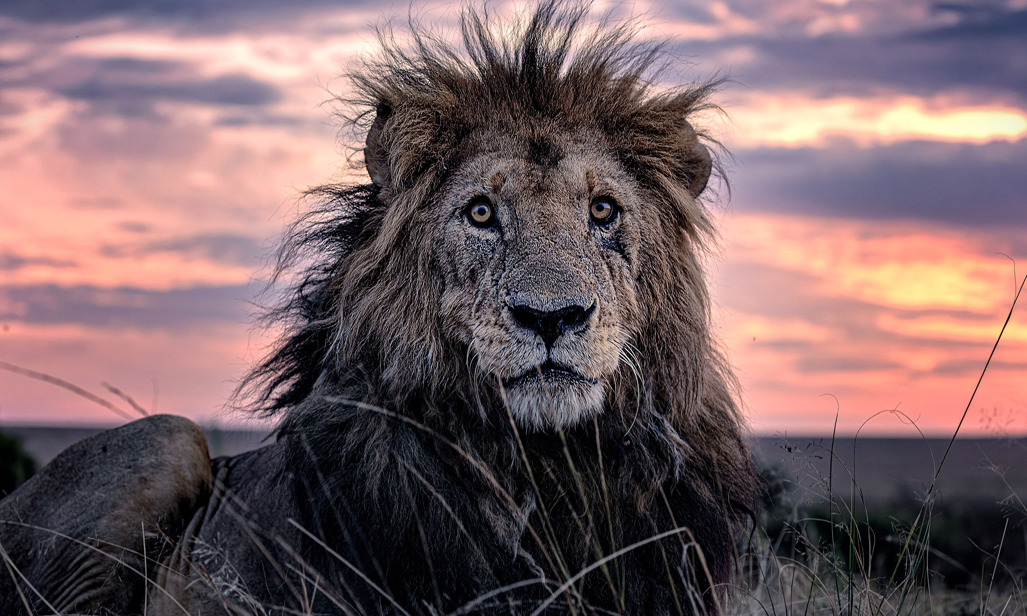 et-old-lion-web-9-56.jpg
