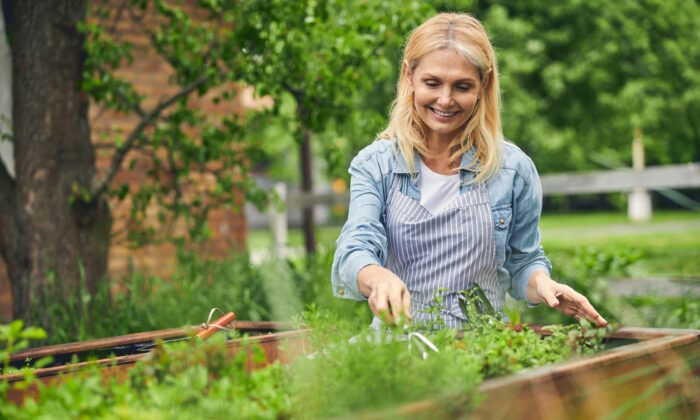 Parsley: A Nutrient-Packed Powerhouse