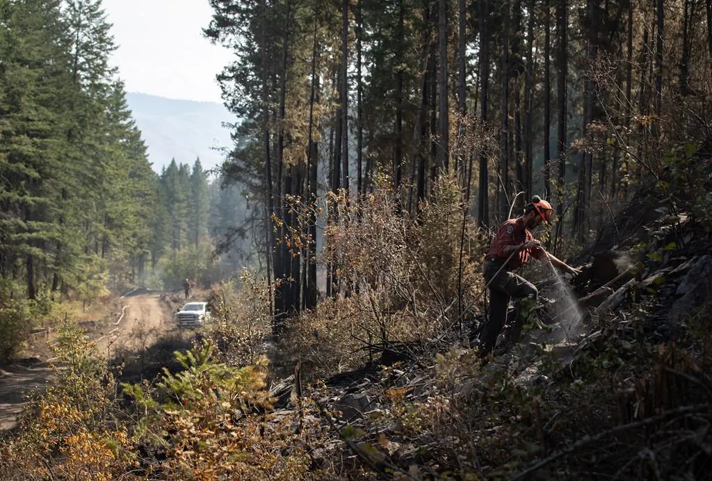 Wildland firefighter Ty Feldinger works on steep terrain to put out hot spots remaining from a controlled burn the BC Wildfire Service conducted to help contain the White Rock Lake wildfire on Okanagan Indian Band land, northwest of Vernon, B.C., on Aug. 25, 2021. (The Canadian Press/Darryl Dyck)