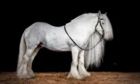 Meet Titanium, the Handsome Silver-Haired Stallion Who Has Become a ‘Superstar’