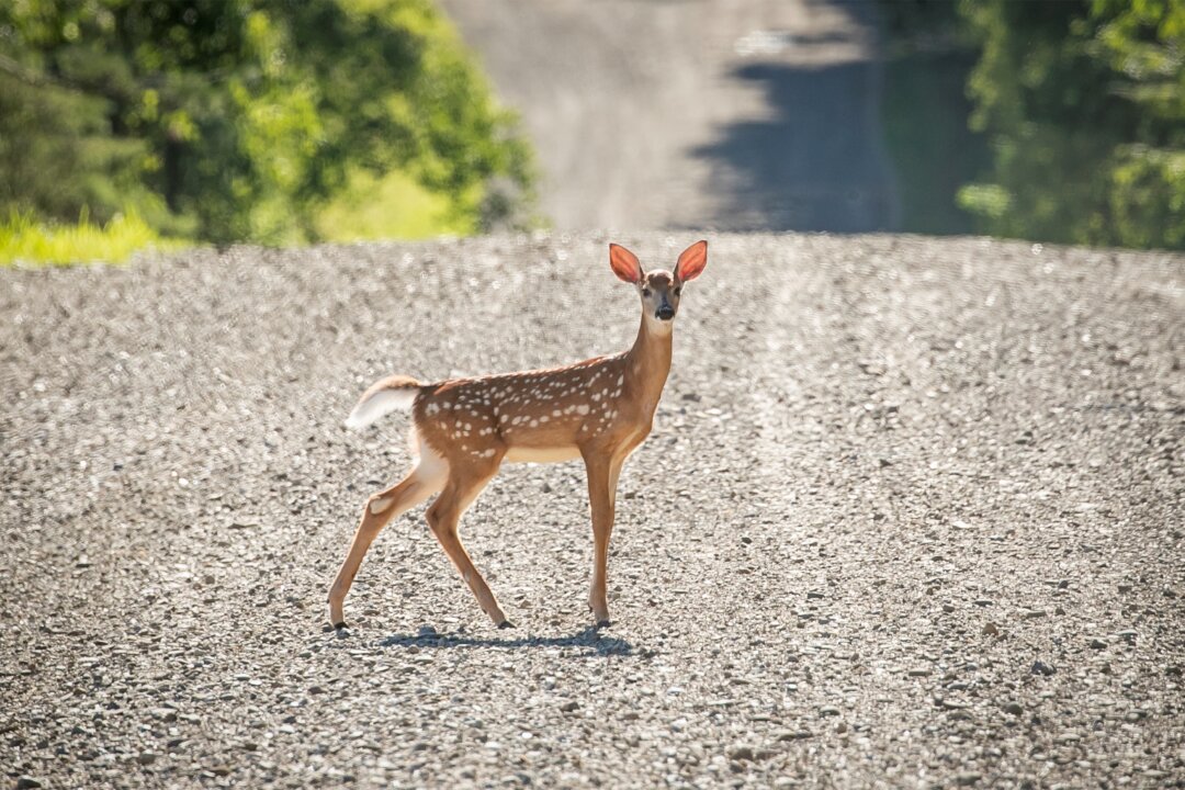 Deer in NY Infected With COVID-19 Omicron Variant: Study