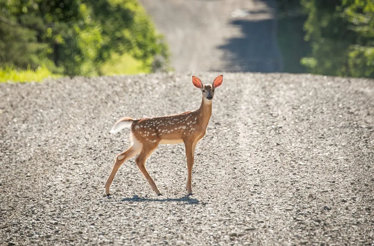 A deer crosses a dirt road in New Albion, N.Y., on July 20, 2020. (Brendan McDermid/Reuters)